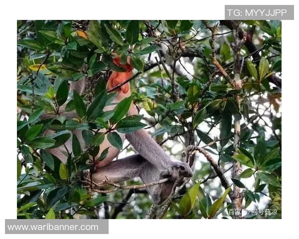 越南与马来西亚精彩对决集锦回顾赛场瞬间引人入胜